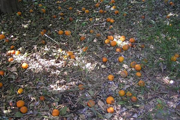 Aprikosenfrucht abwerfen