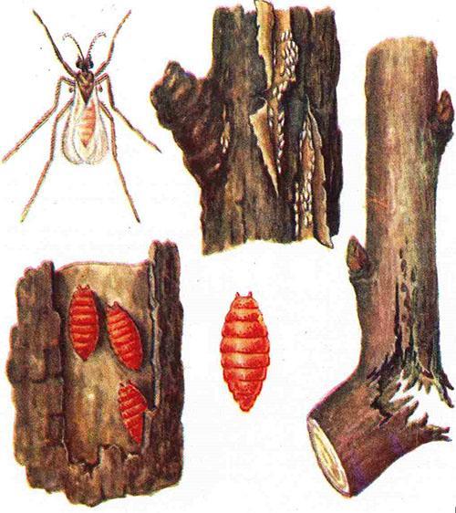 borůvkový škůdce list žlučník