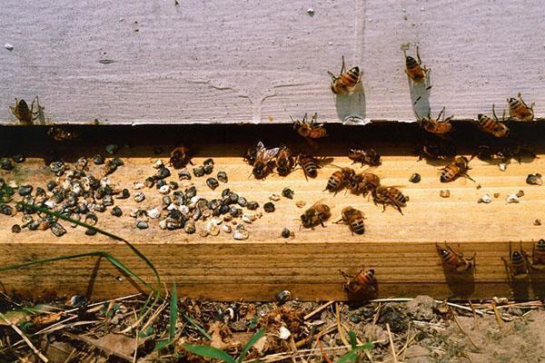 Zur Behandlung der Askospherose der Bienen werden Askosan und Unisan verwendet