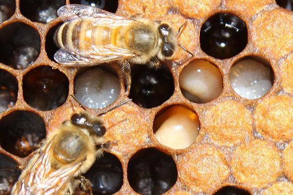 هزيمة النحل عن طريق الحضنة