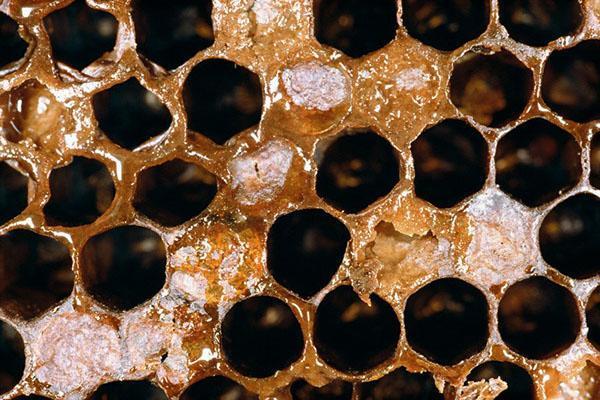 Regelmäßige Familienrevisionen und Desinfektion des Bienenstocks - Vorbeugung von Faulbrut