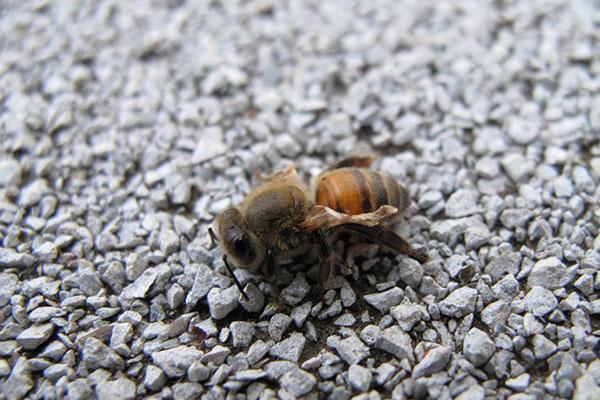 Bei Krankheiten werden Bienen mit Schöllkraut behandelt