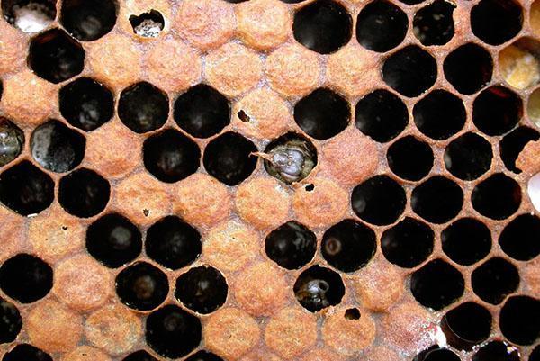 Varroatose der Bienen