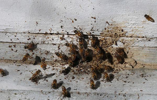 نوزمات النحل