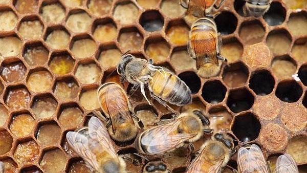 Bienen sind anfällig für verschiedene Krankheiten