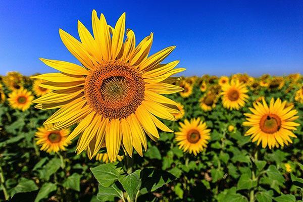Sonnenblumenkrankheiten und Kontrollmaßnahmen