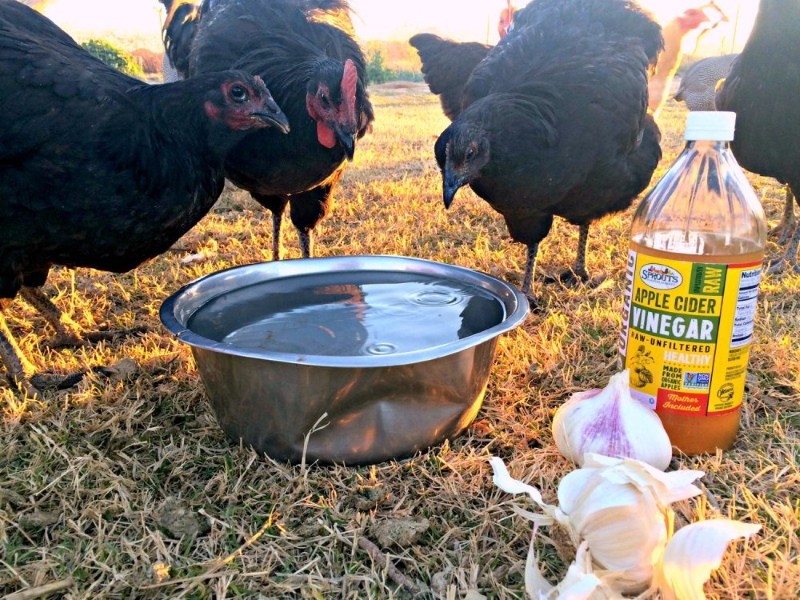 wie man Hühner zur Vorbeugung wässert