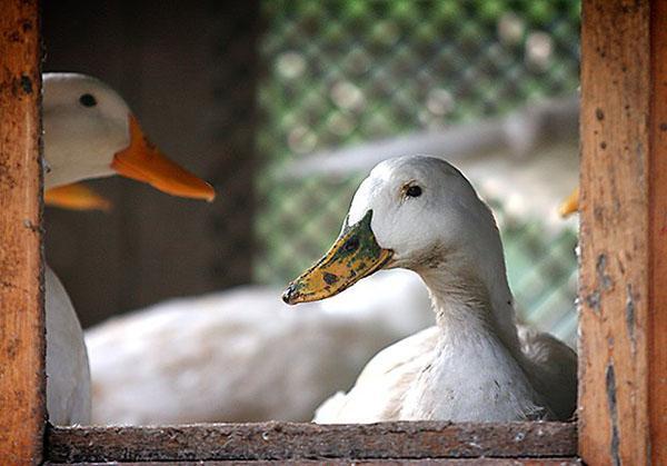 Die Fütterung von Enten, die reich an Carotin und Vitamin A sind, verhindert Krankheiten