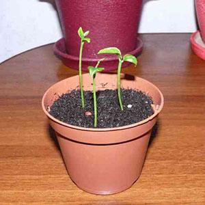 زراعة الجهنمية من البذور