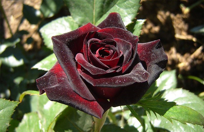 vínová černá růže Black Baccarat