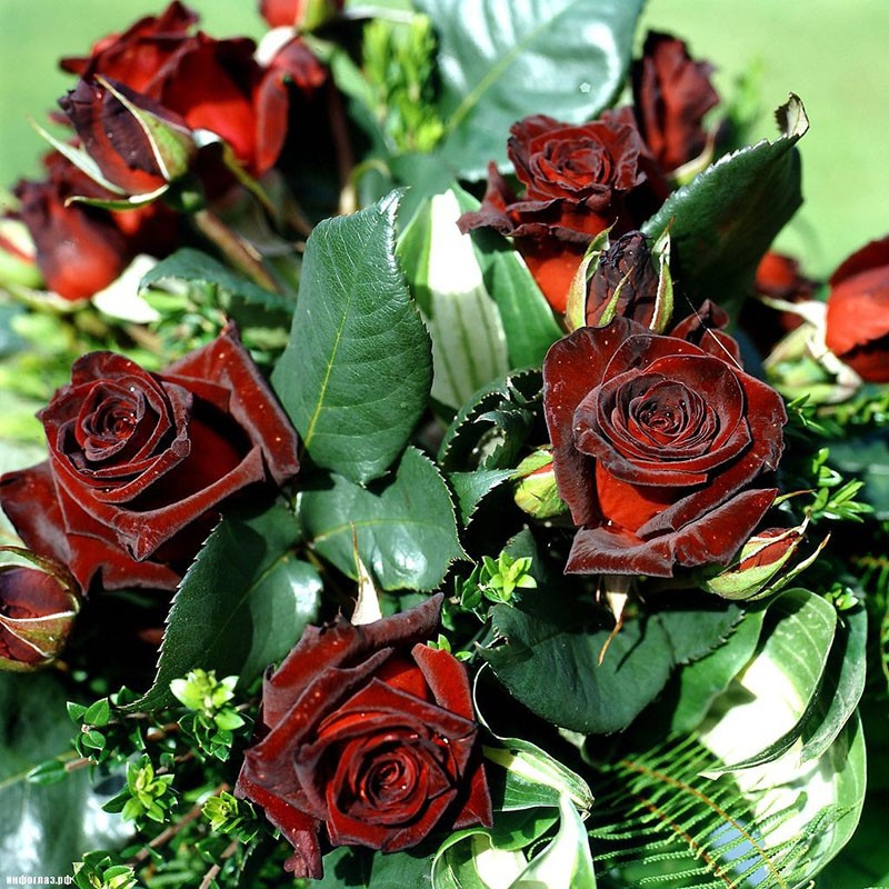 hybridní čajová růže Black Baccarat v kytici