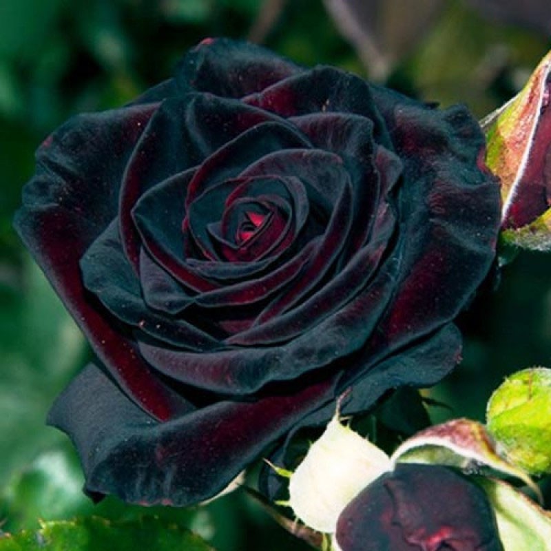 Černá růže růžová Baccarat pěstovaná v horkém podnebí
