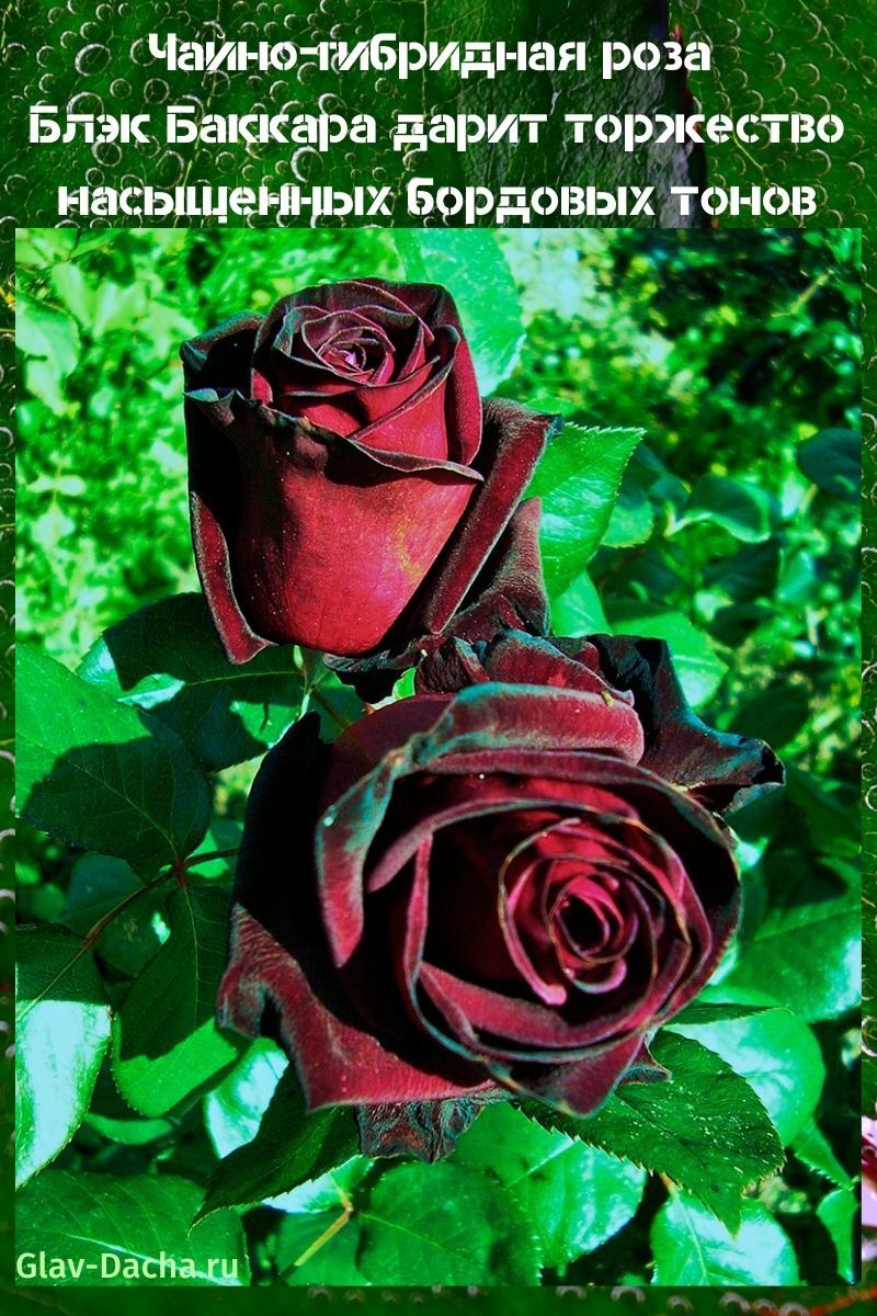 hybridní čajová růže Black Baccarat