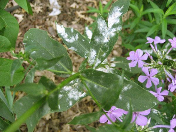 padlí na phlox