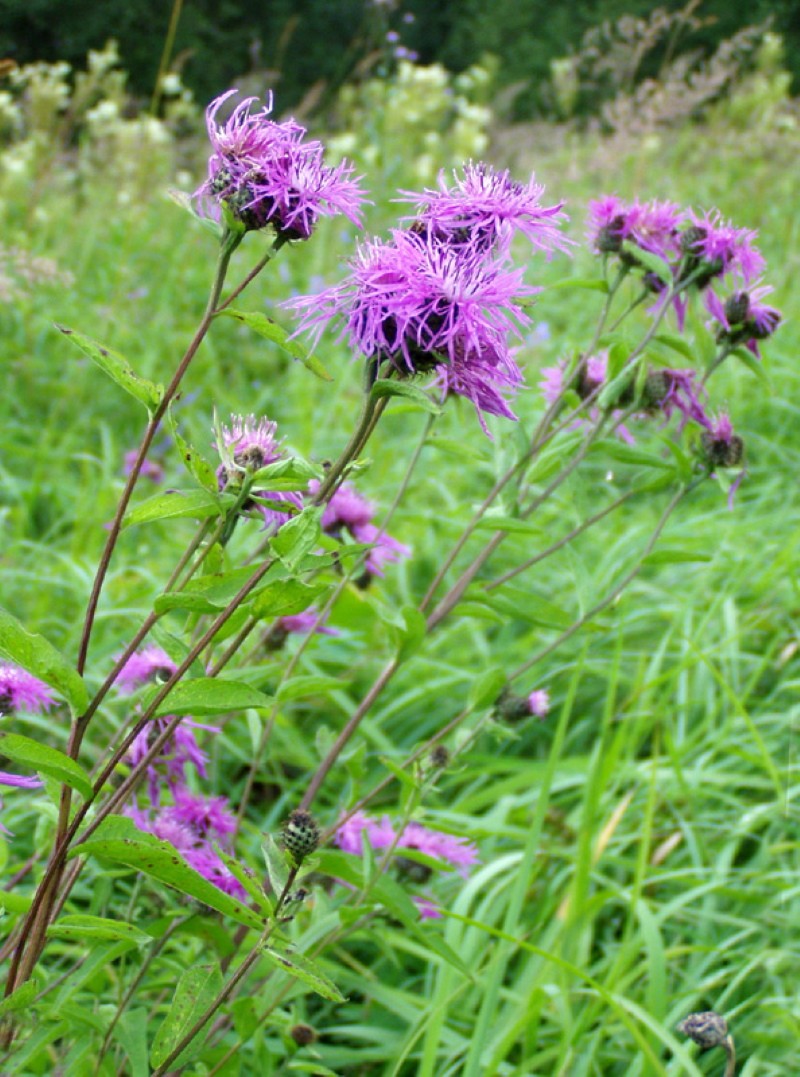 Wie sieht eine phrygische Kornblume aus