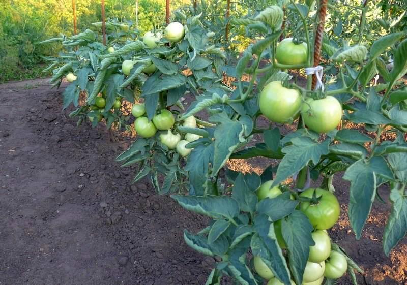 زراعة طماطم بوبكات في الحقول المفتوحة