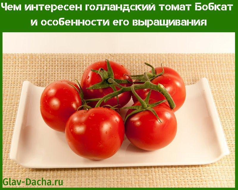 طماطم بوبكات