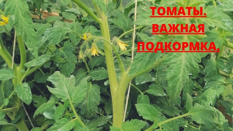 Welche Düngemittel brauchen Tomaten während der Blüte