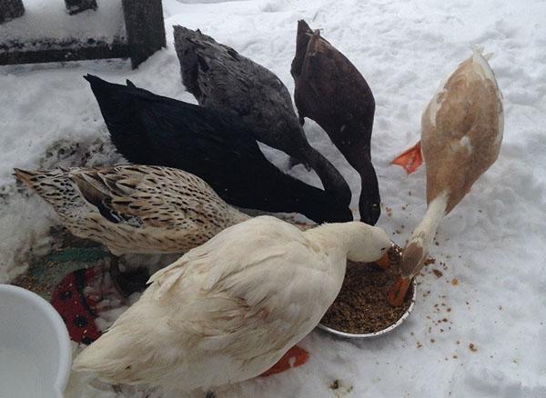 تغذية البط في الشتاء