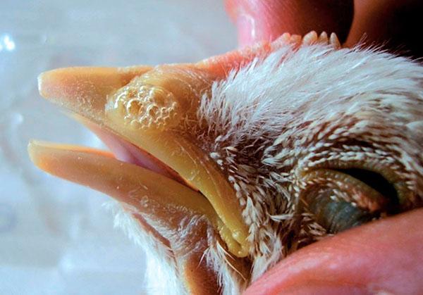 Eine laufende Nase bei Hühnern wird auf andere Personen mit starkem Engstand übertragen