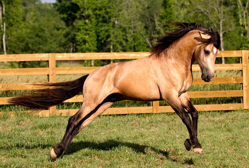 dun koně