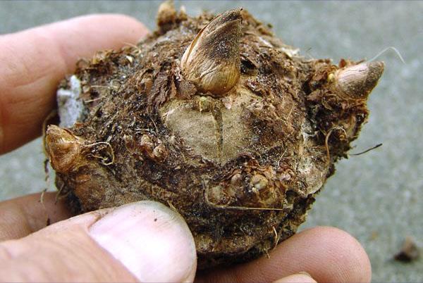 Caladium tuber