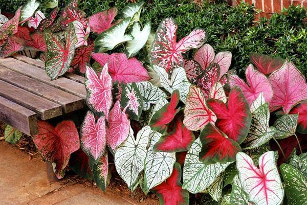 Caladium různých odrůd v krajinném designu