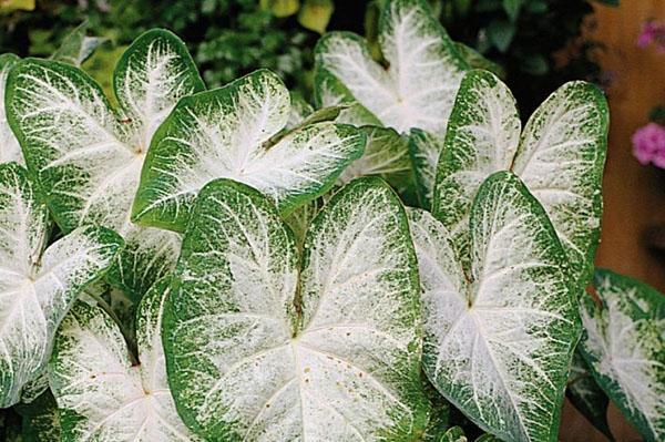 Caladium potřebuje hodně vláhy