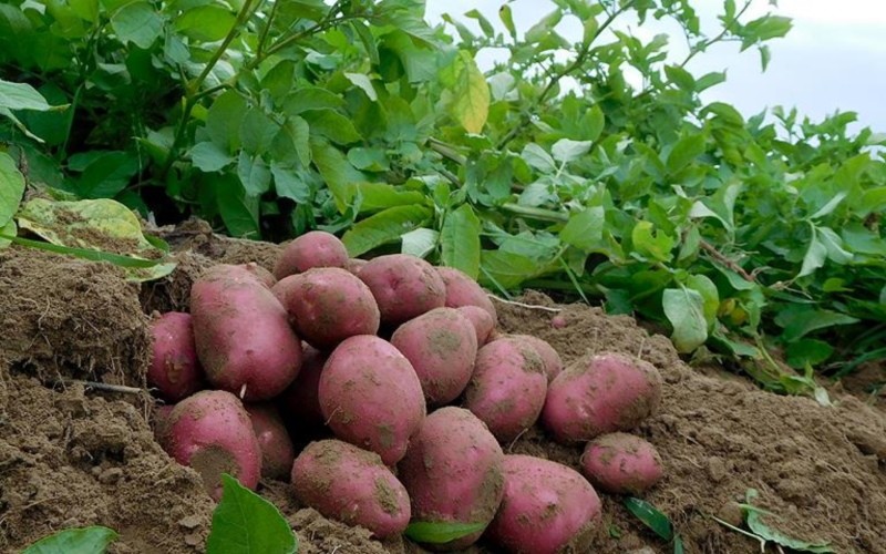 Beschreibung der Kartoffelsorte ilyinsky