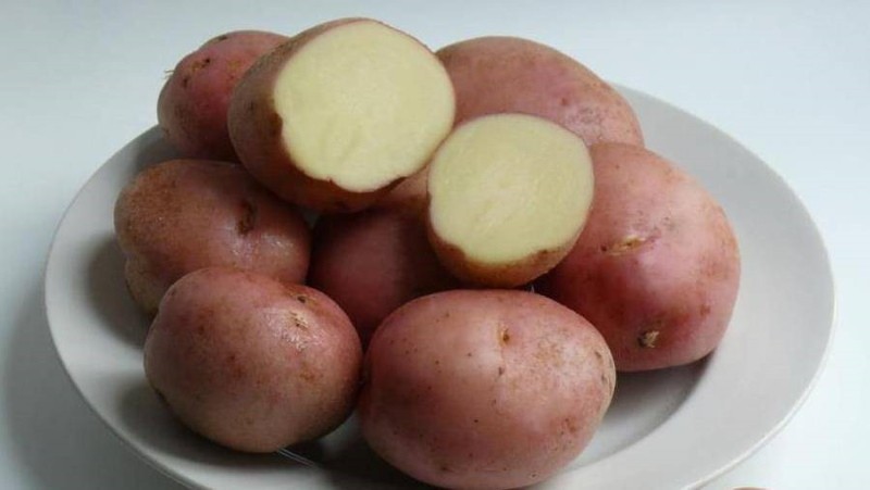 Kartoffelknollen ilyinsky