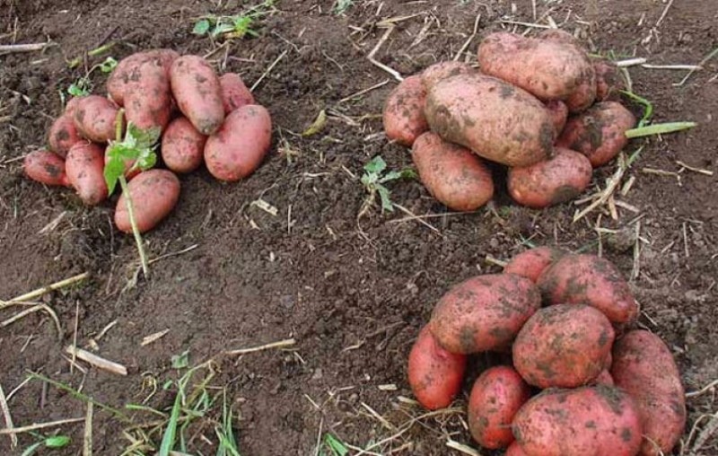 Vorteile von Ilyinsky-Kartoffeln