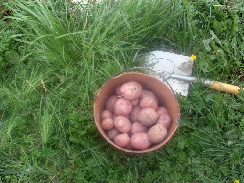 Iljinsky Kartoffeln