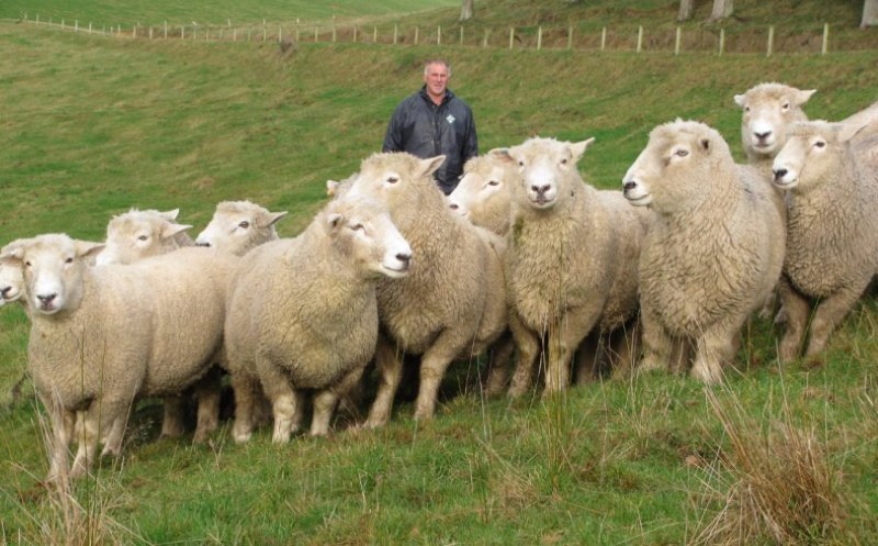 Beschreibung der Schafrasse Romney Marsh