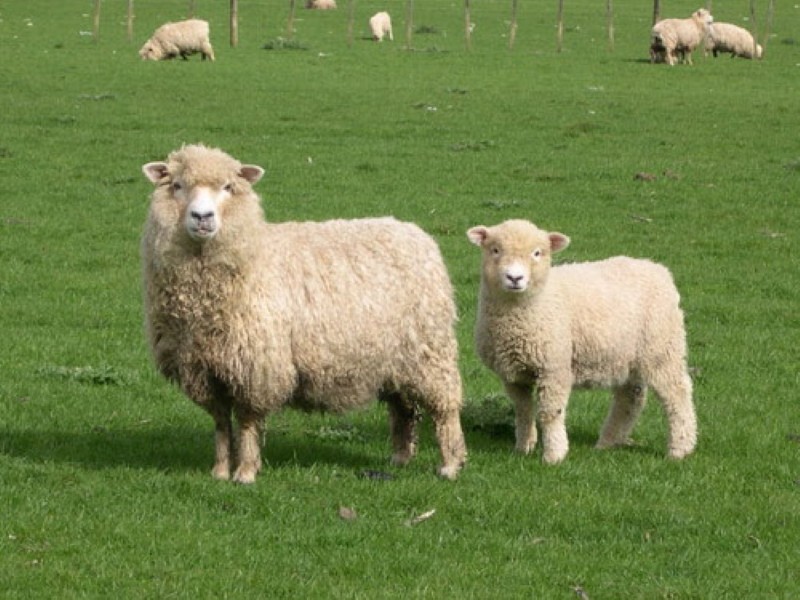 Schafe Produktivität Romney Marsch