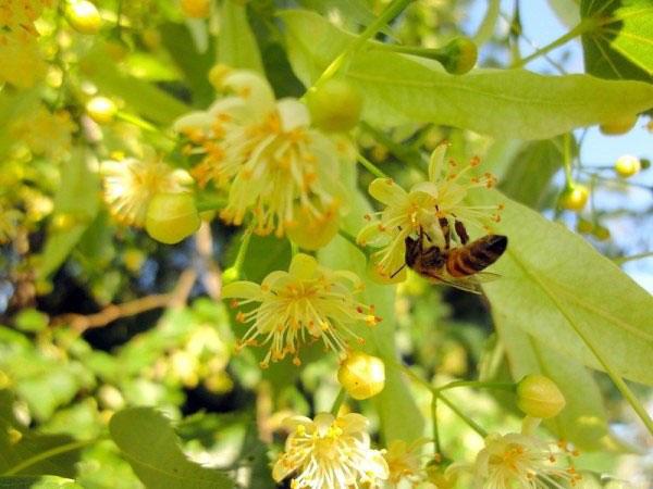 včela sbírá nektar