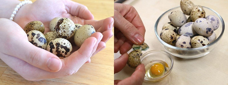 konzumace křepelčích vajec