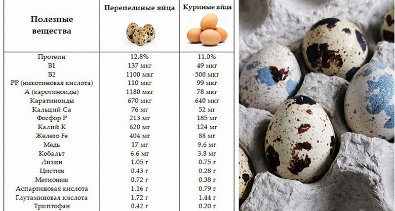 užitečné látky křepelčích a kuřecích vajec