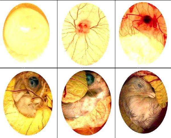 vývoj embrya