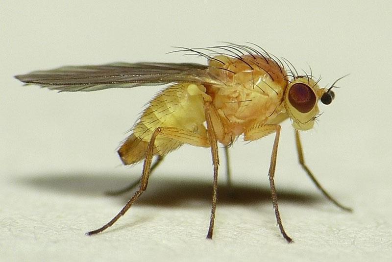 Fliege phytomisieren