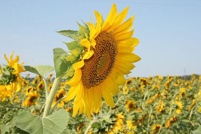 Sonnenblumensorten resistent gegen Besenranke