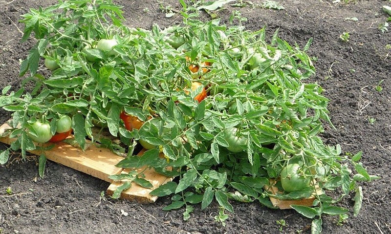 wachsende Tomate Mongolischer Zwerg
