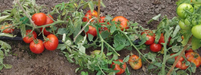 Tomate Mongolischer Zwerg in einem offenen Garten