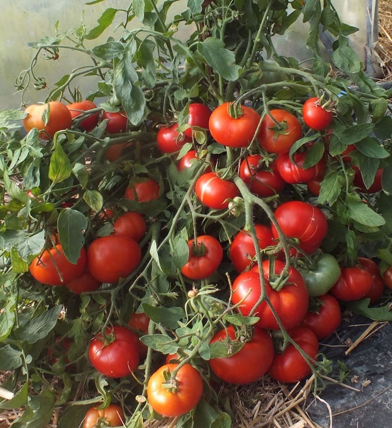 Merkmale der Pflege von Tomaten