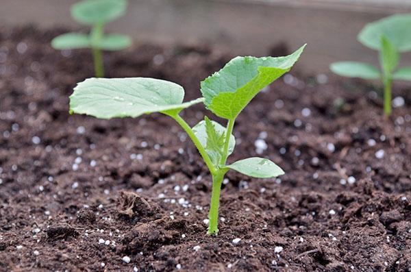 jak hnojit okurky po výsadbě