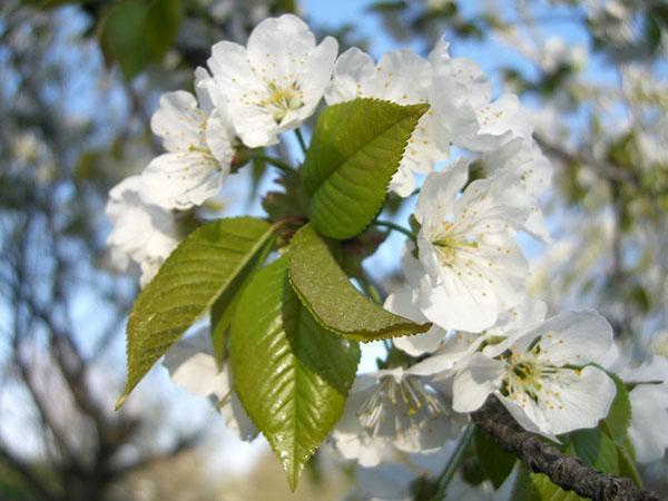 třešňové květy Iput