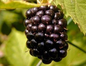 Odrůda černé maliny Boysenberry