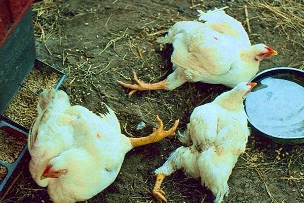 Unsachgemäße Ernährung und Haltung von Broilern führt zum Tod von Geflügel