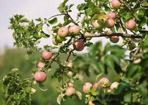 حصاد التفاح