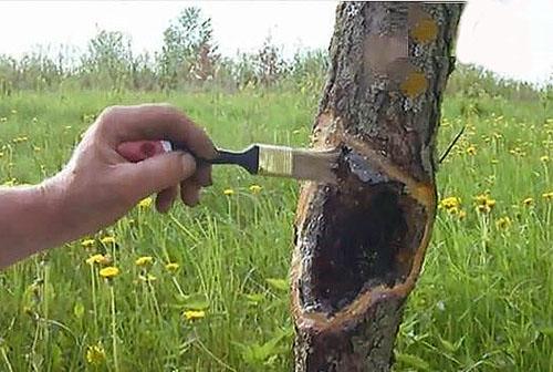 علاج أمراض الأشجار في الوقت المناسب