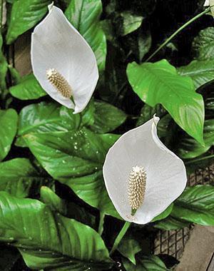 Květy Spathiphyllum